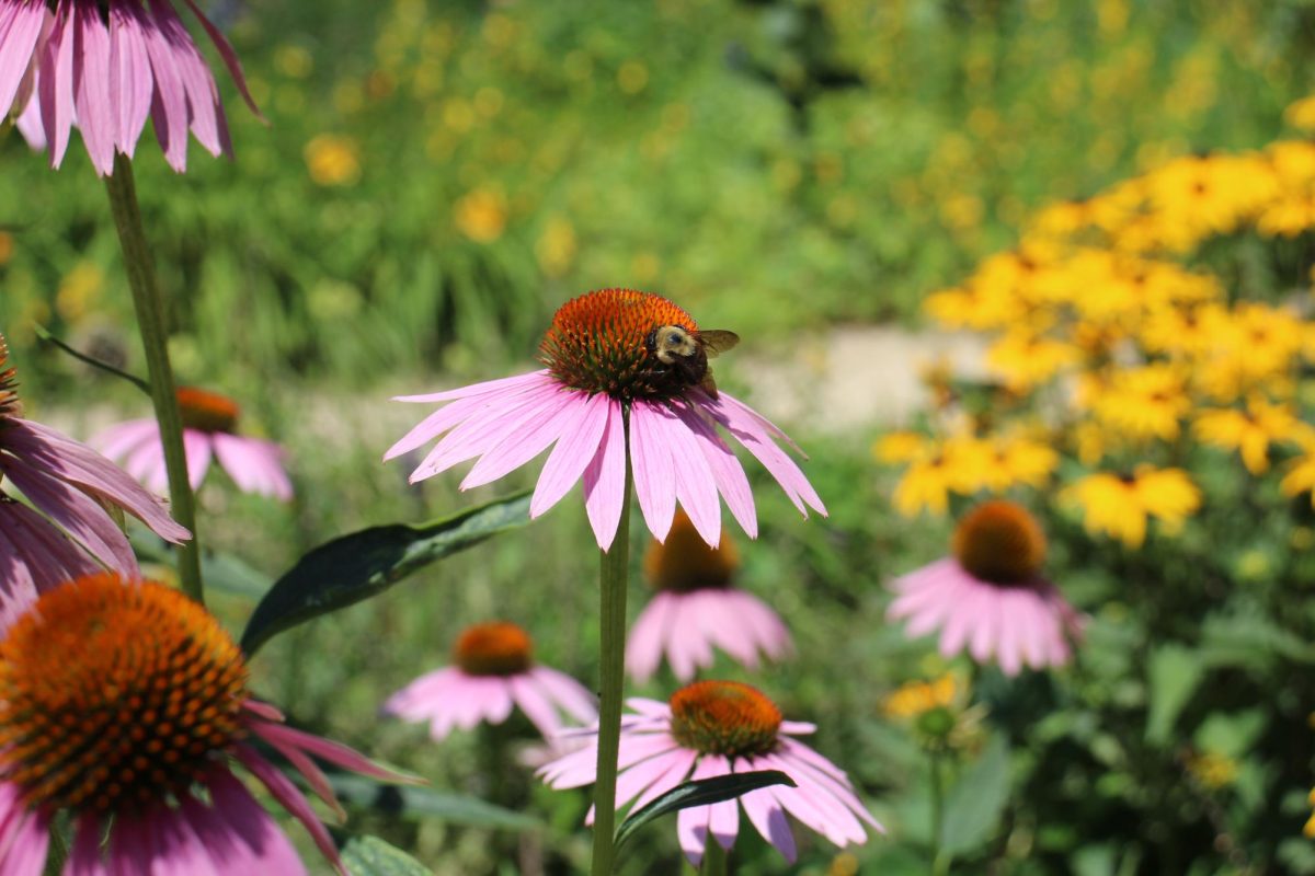 Bee on purple coneflower (photo courtesy of Page).