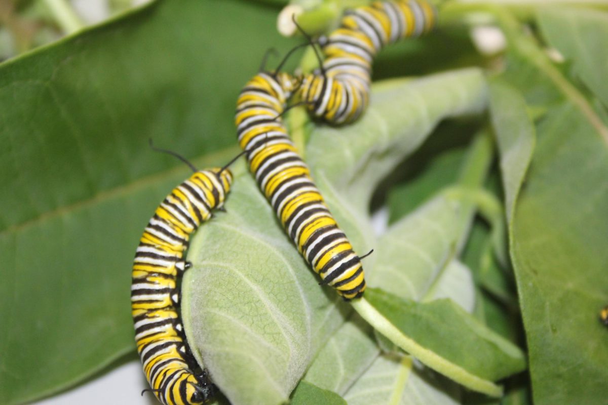 Caterpillars eat milkweed in the North Campus library in late September (Nagale/LION).
